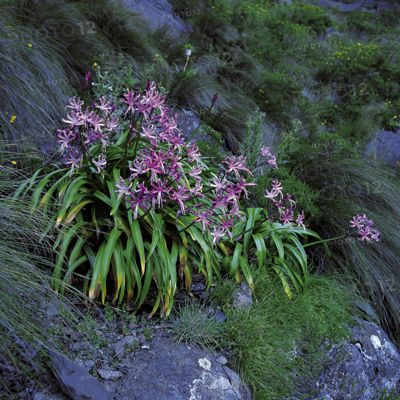 WILD FLOWERS