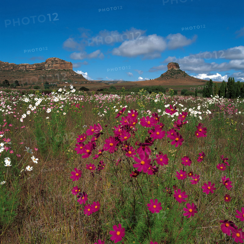 COSMOS BLOOMS