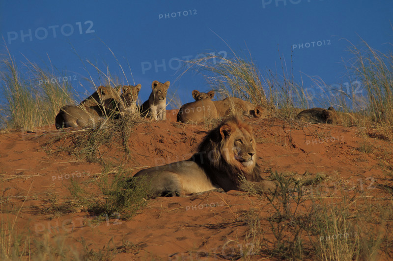 LION AND CUBS