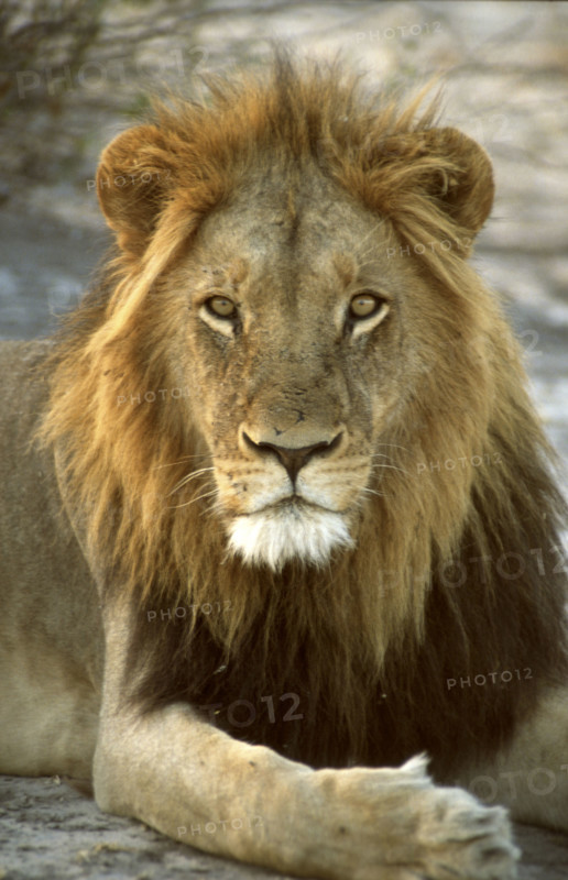 Lion Closeup
\n
