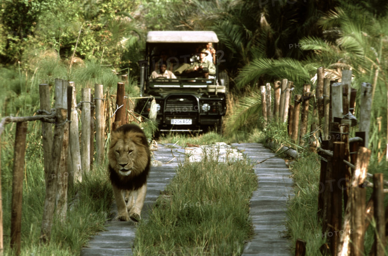 Lion on a Bridge
\n