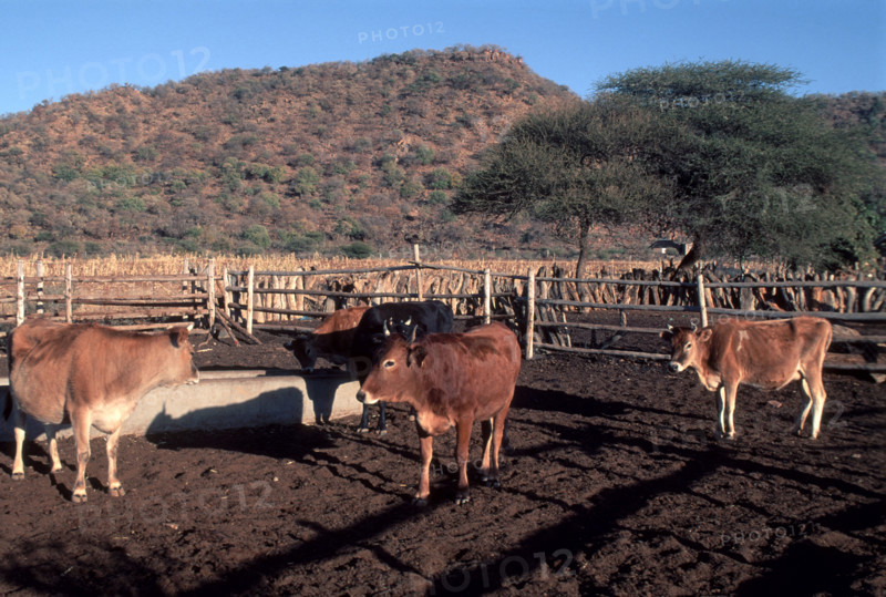 Cattle Kraal