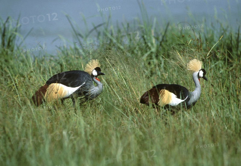 Crowned Cranes
\n