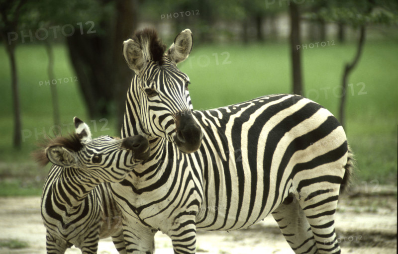 Mother & Calf