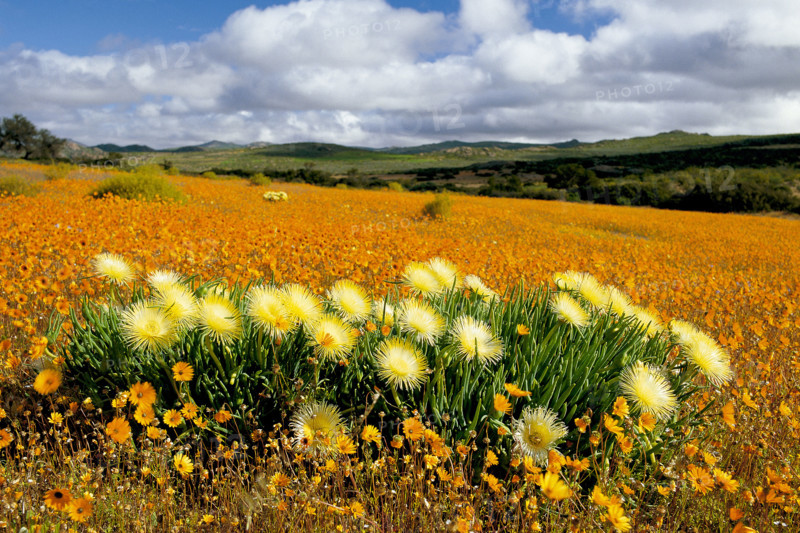 NAMAQUALAND FLOWERS