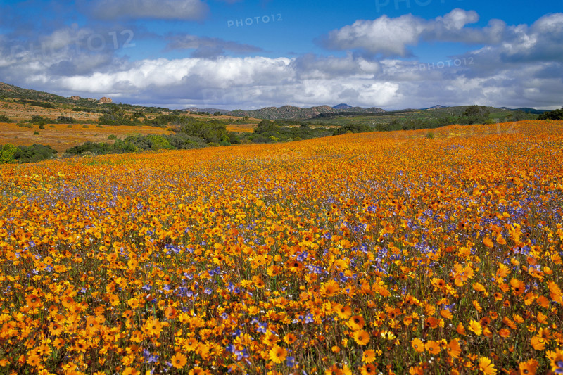 SPRING IN NAMAQUALAND
