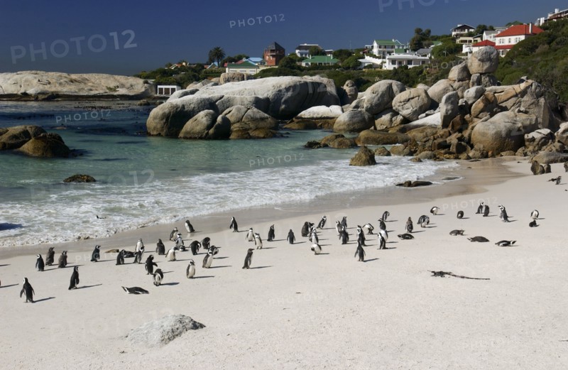 Pingouins sur la plage de Boulder au Cap