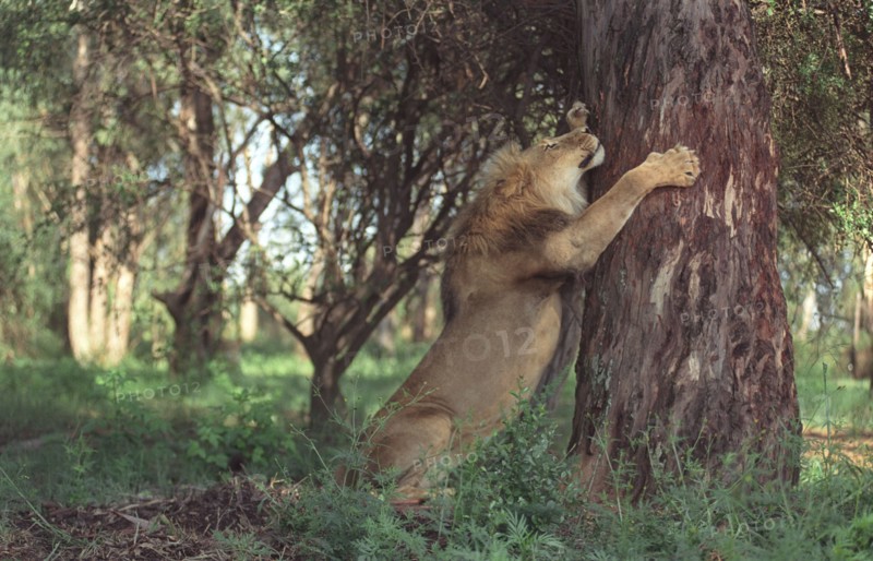 Parc au Lions, Afrique du Sud