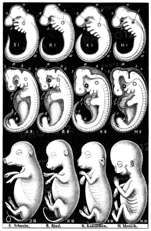 Haeckel's comparison of embryos of Pig, Cow, Rabbit and Man