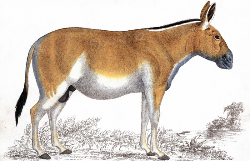 Quagga. Late 19th cenury