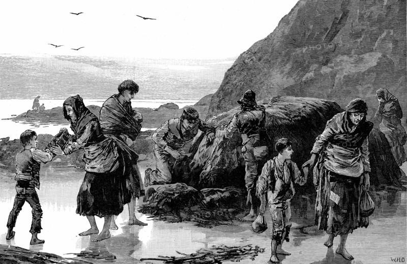 Détresse en Irlande: À l'Ouest dupays, on ramasse des berniques et des algues de mer pour pouvoir se nourrir