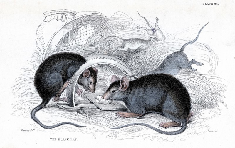 Engraving showing black rat, vector of Plague caught in a trap, published in 1838