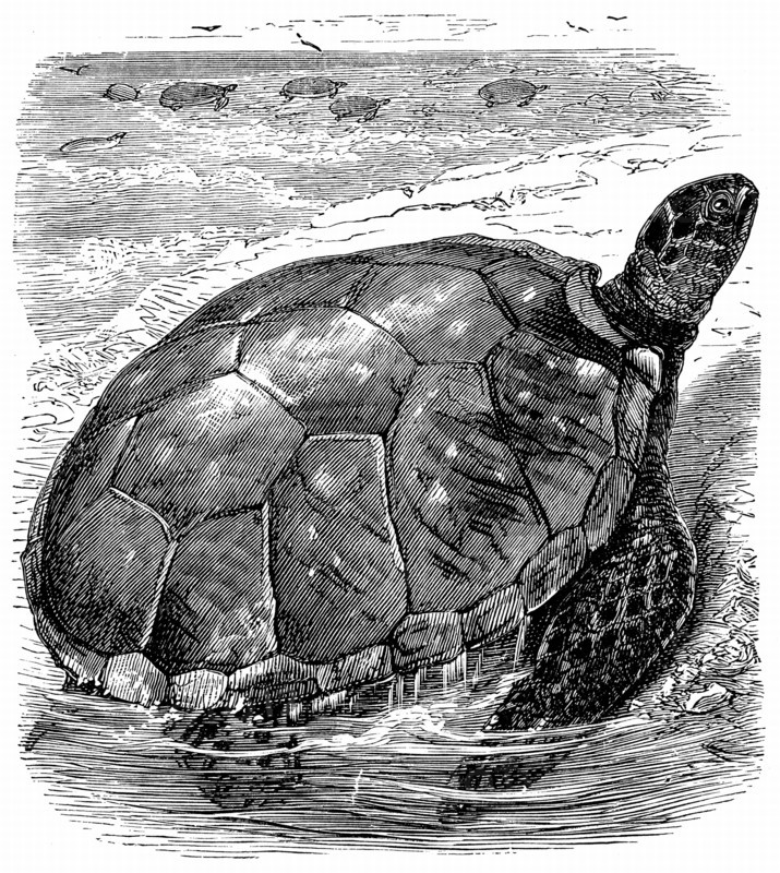Engraving showing Green  Turtle (Edible) - Chelonia mydas