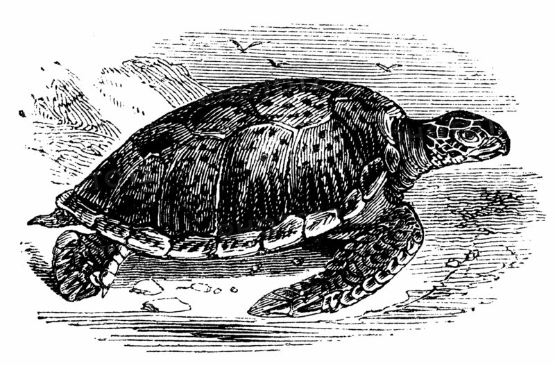 Engraving showing Green  Turtle (Edible) - Chelonia mydas