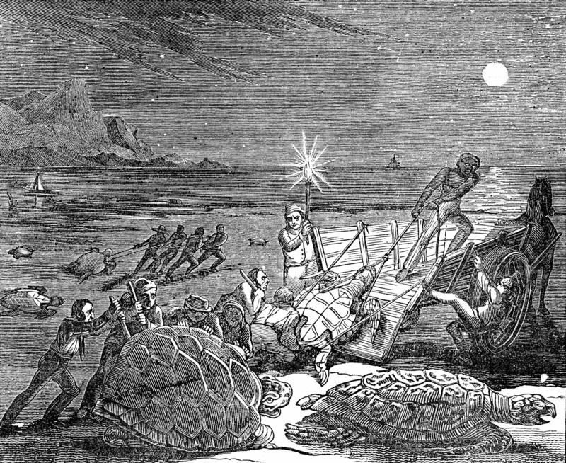 Engraving showing Green  Turtle (Edible) - Chelonia mydas