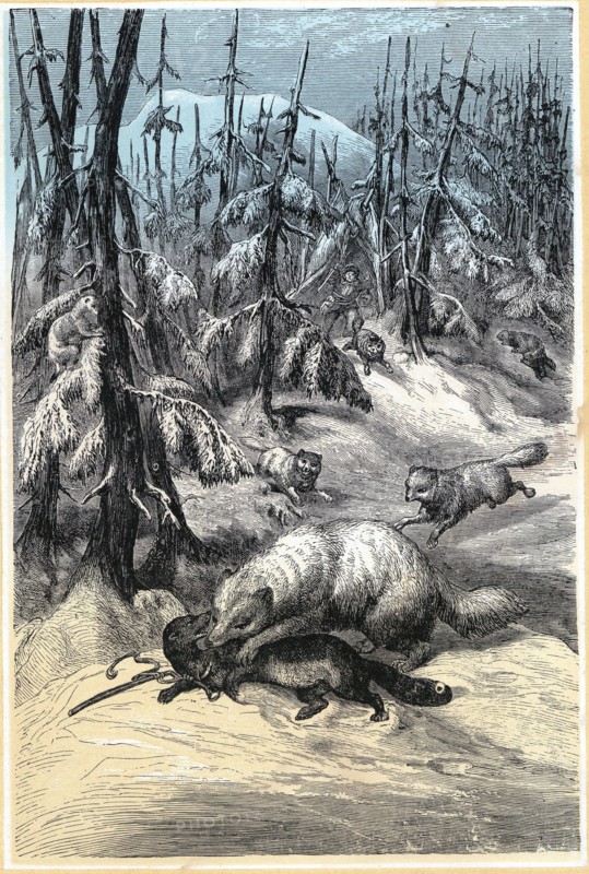 Chromoxylograph showing an Arctic Fox attacking trapped Sable