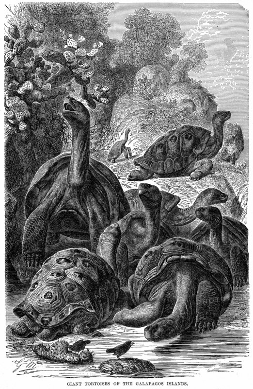 Engraving showing giant Giant tortoises of the Galapagos Islands and Finches