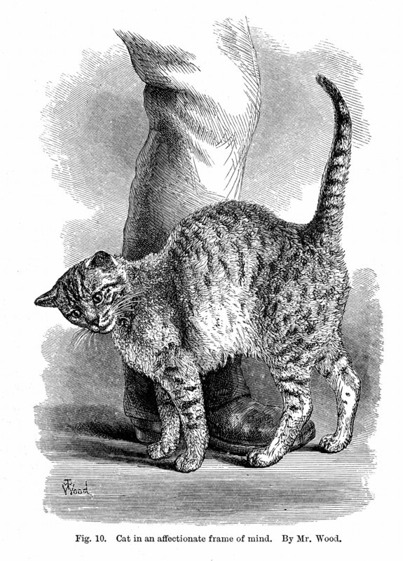 Chat affectueux