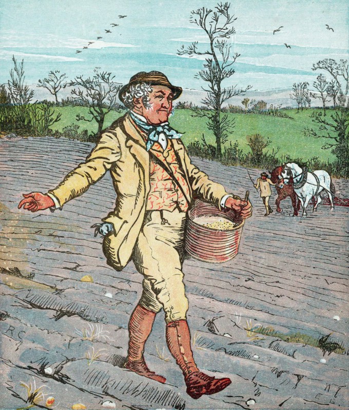 Farmer sowing seed broadcast