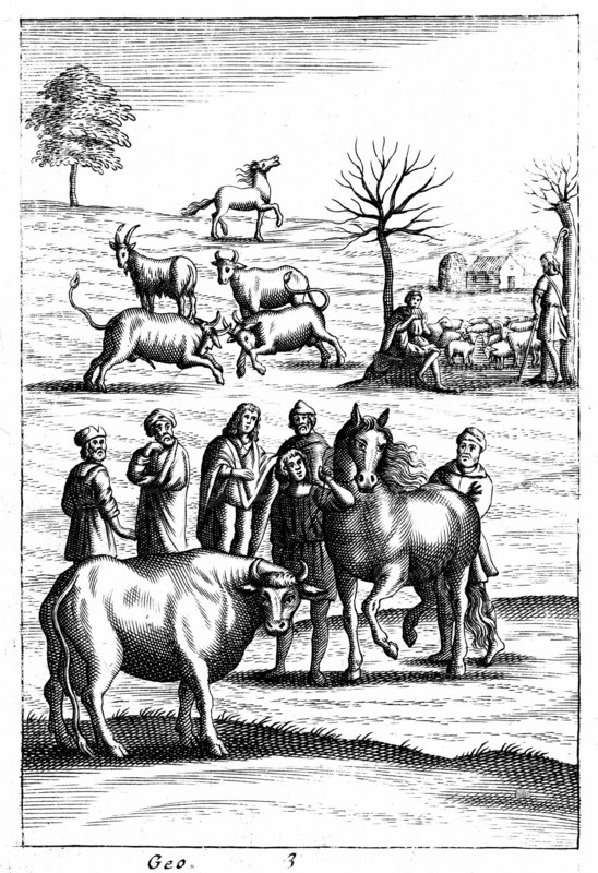 Sheep, cattle, horses and goats