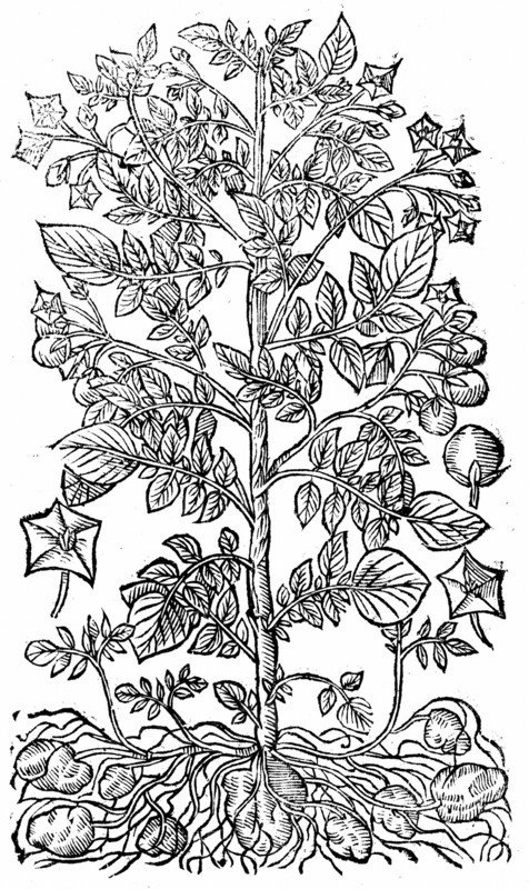 La Pomme de Terre (Solanum tuberosum) provenant d'Amérique, introduite en Europe au 16e siècle, culture alimentaire principale à la fin du 17e siècle