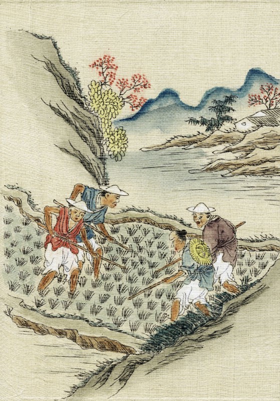 Workers cultivating rice in a paddy field