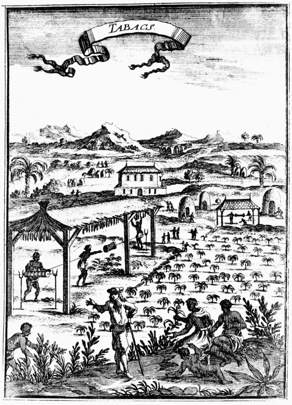 Cultivating and curing tobacco in West Indies using slave labour