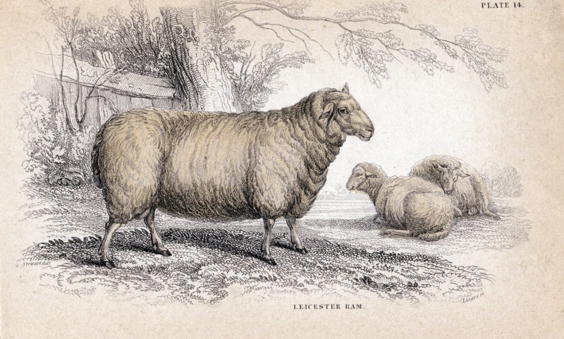 William Jardine, "Dishley Ram"