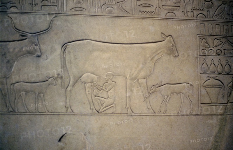 Cow being milked