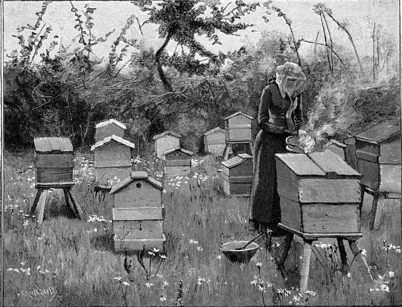 Apiary of wooden hives, Lismore, Ireland