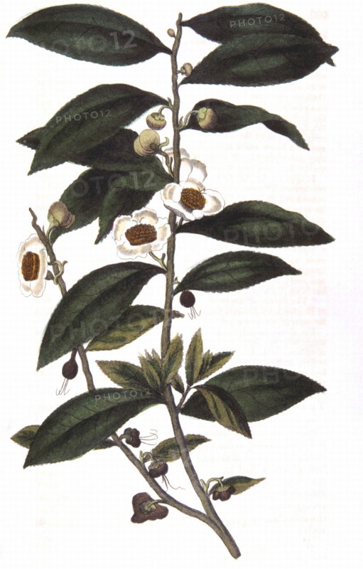 Tea: Camellia sinensis