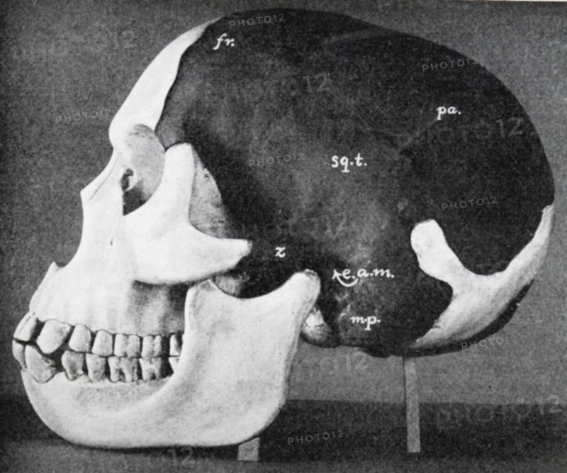 Model of skull of Piltdown man