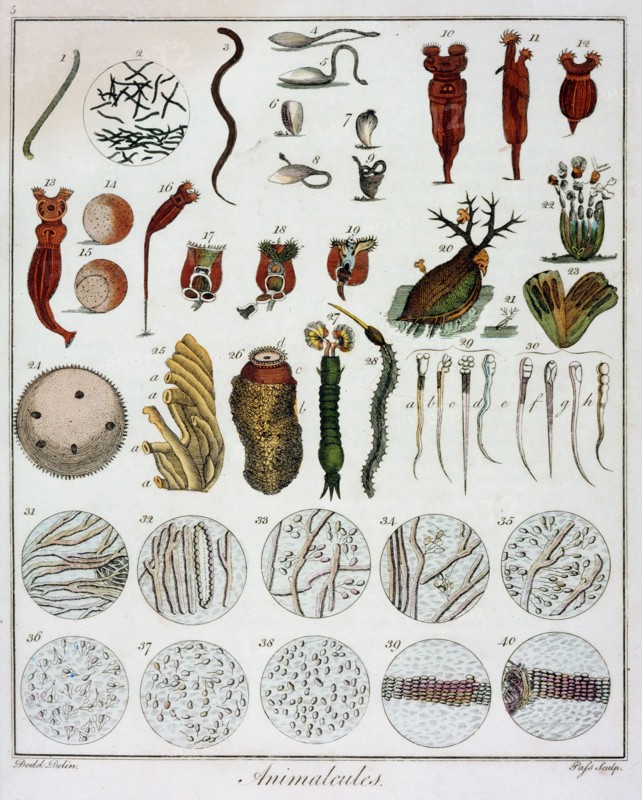Animalcules