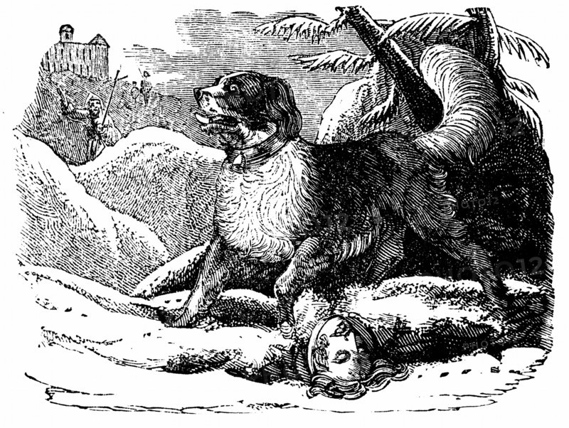 Dog from the Hospice of St Bernard finding a traveller in the snow