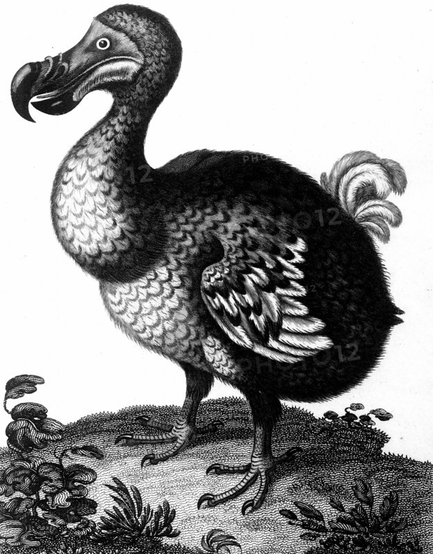Dodo
