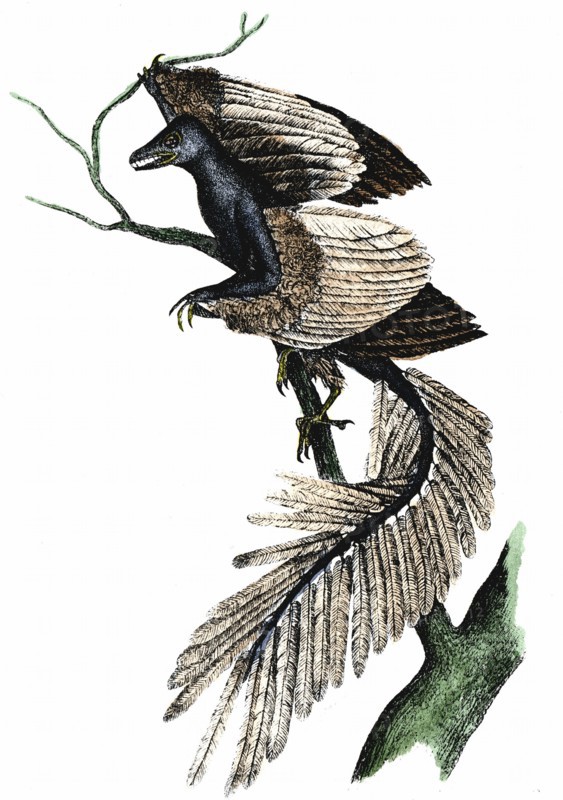 Archaeopteryx - The First Bird
