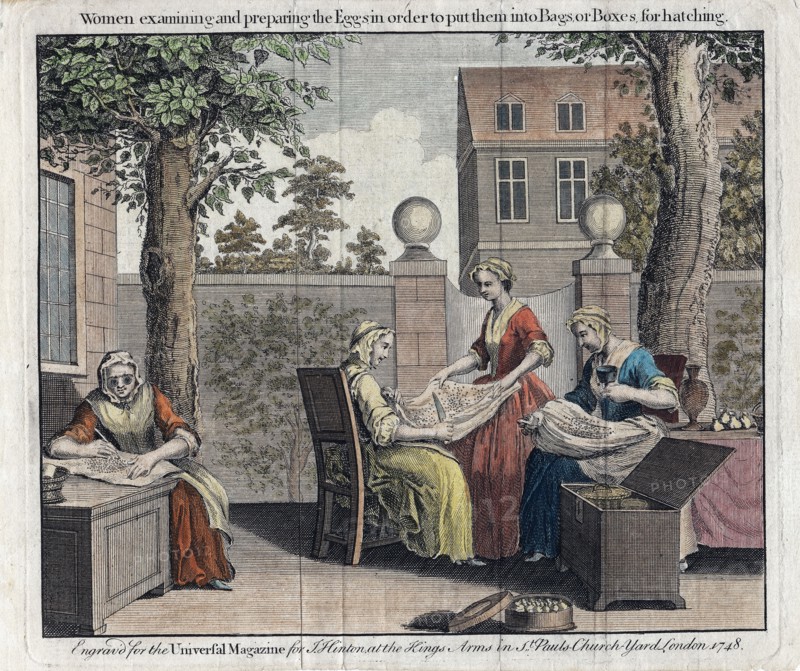 Women examining silk moth eggs and putting in boxes for hatching into caterpillars