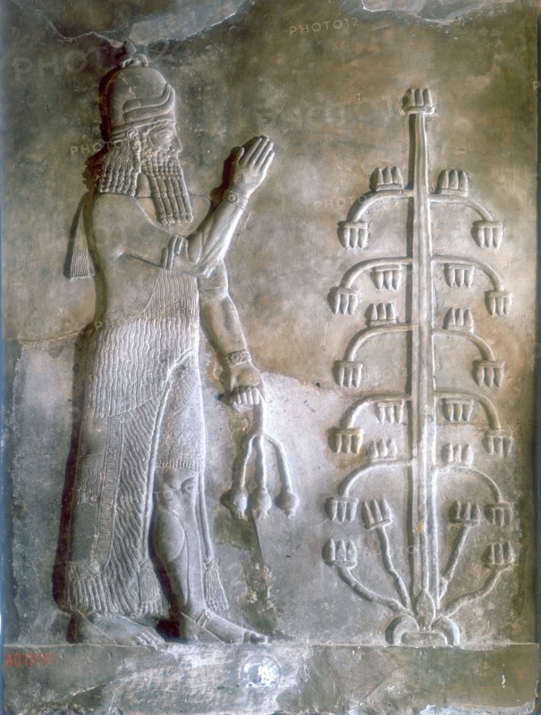 Sargon I, king of Mesopotamia who reigned c2334-c2279 BC. Founder of the Akkadian Semitic dynasty. Sargon standing before a tree of life. Stone relief. Louvre, Paris.