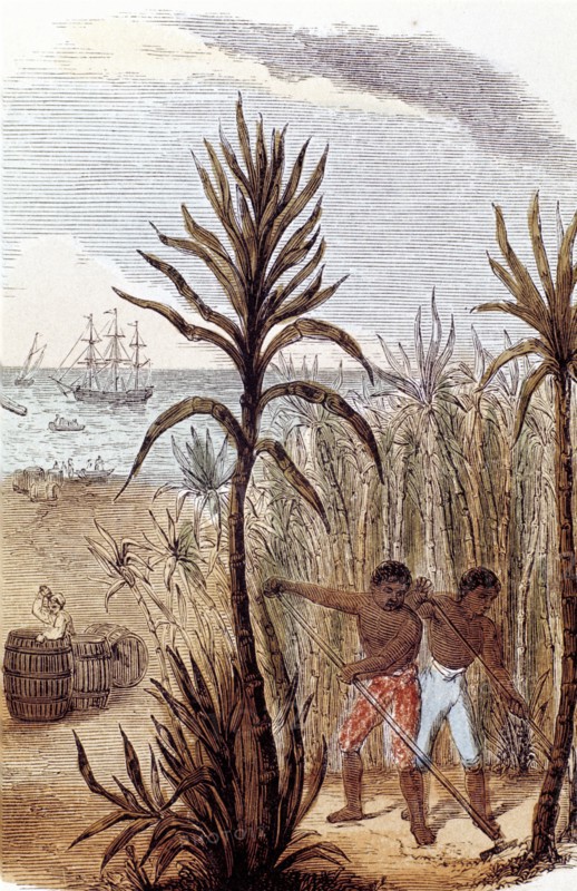 Slaves cultivating sugar cane in the West Indies