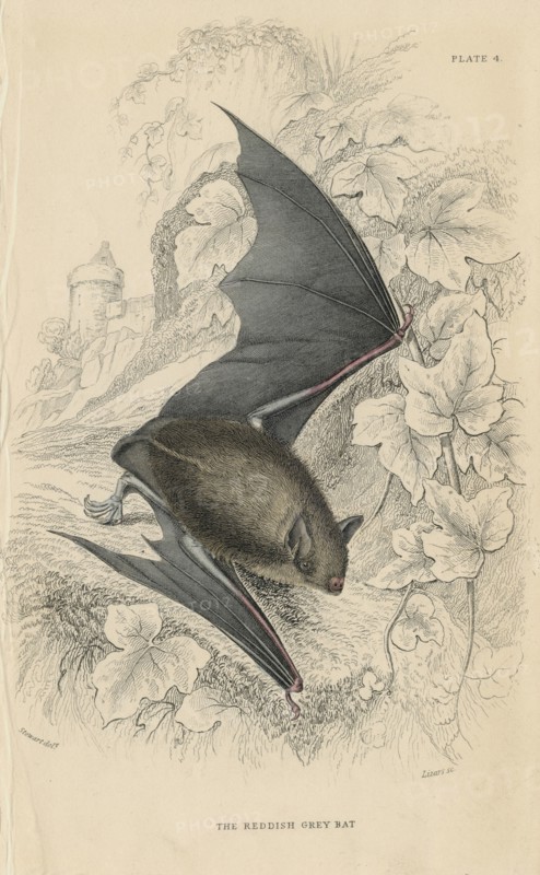 Natterer's Bat