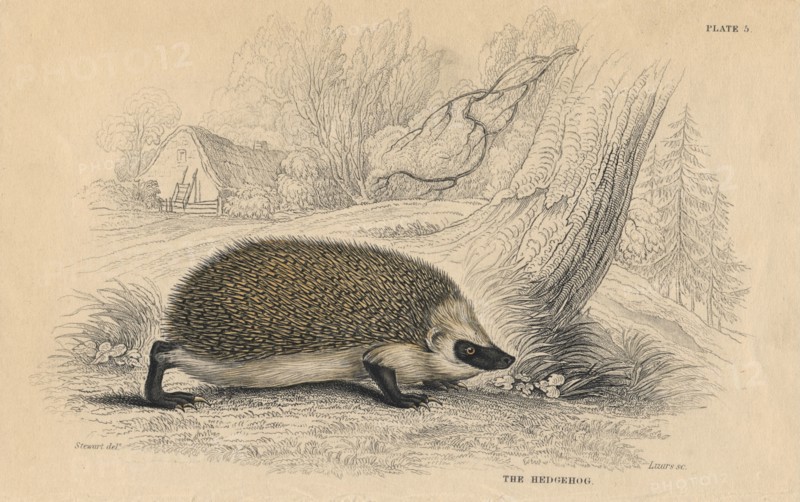 Hedgehog