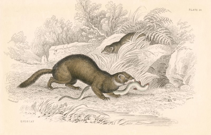 Polecat