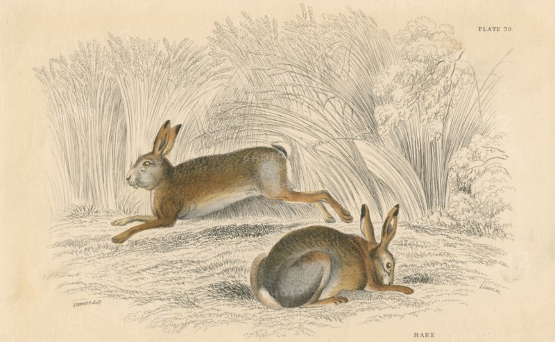The Hare