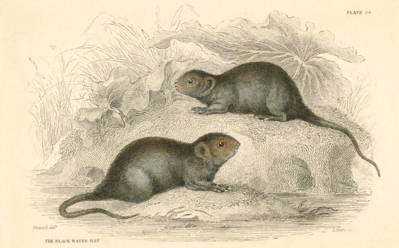 Water Vole