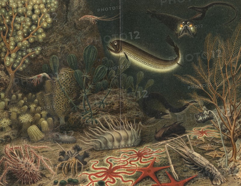 Artist's impression of deep sea scene with luminous fishes
