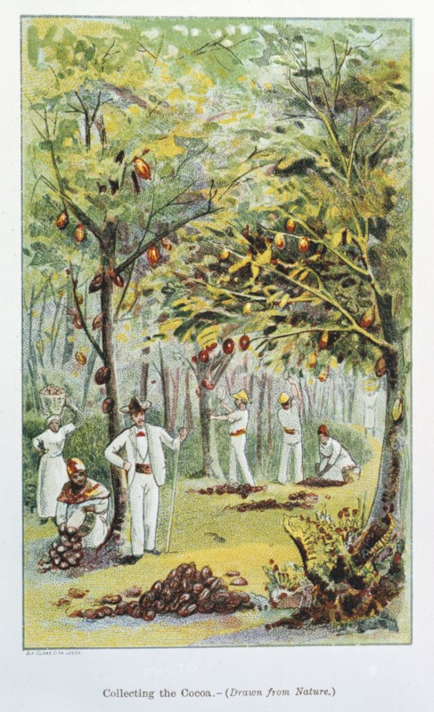 Collecting Cocoa