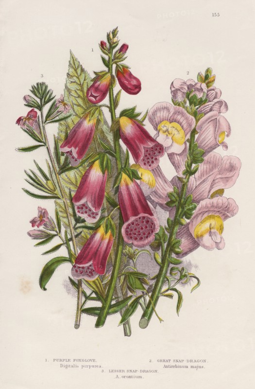 Foxglove