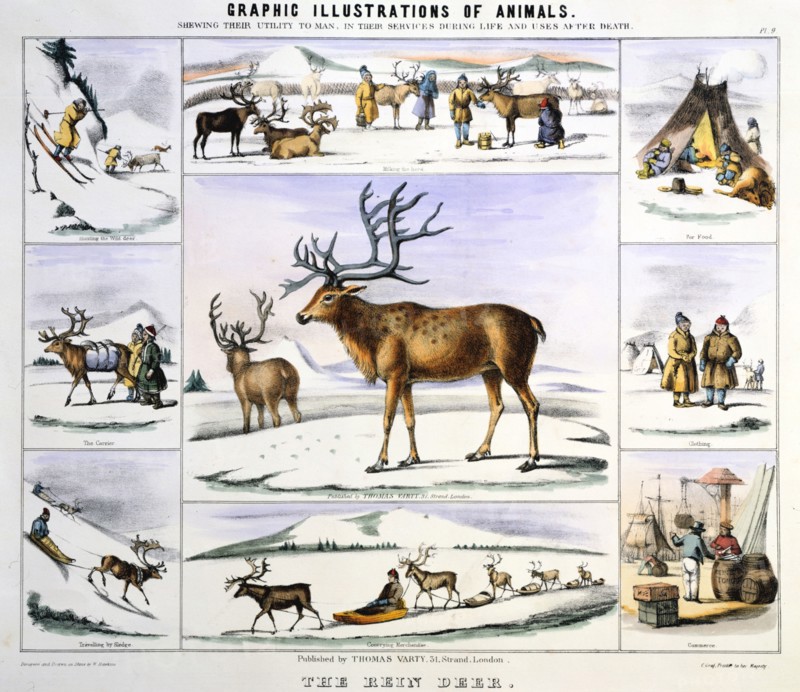 THE REINDEER