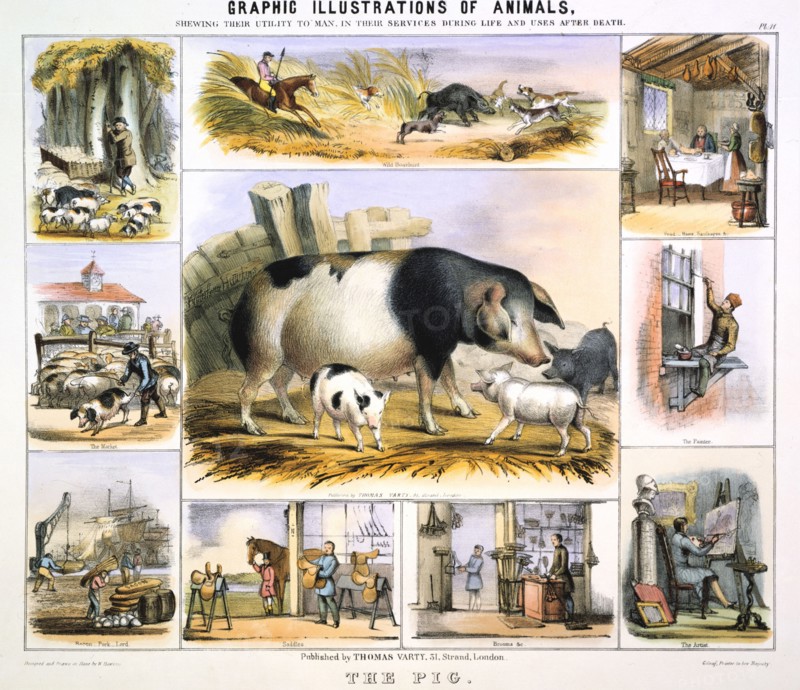 THE PIG