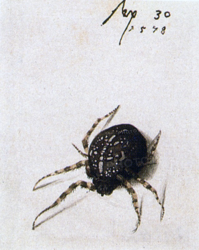 Hoefnagel, Female Spider